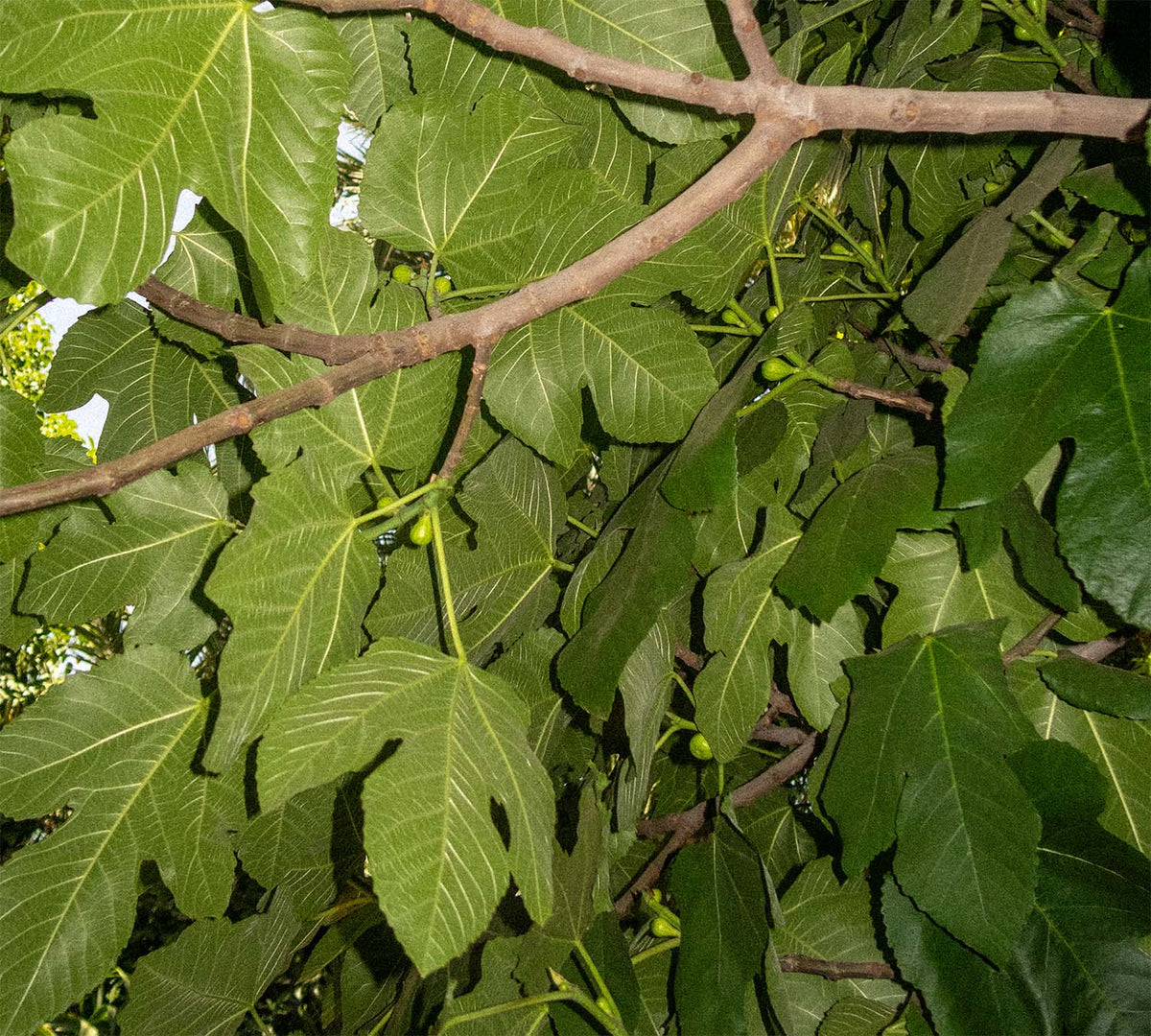 AN ODE TO THE FIG LEAF
