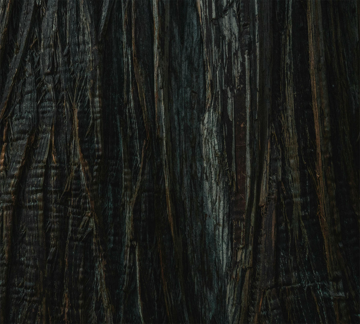ROOTED IN OPULENCE