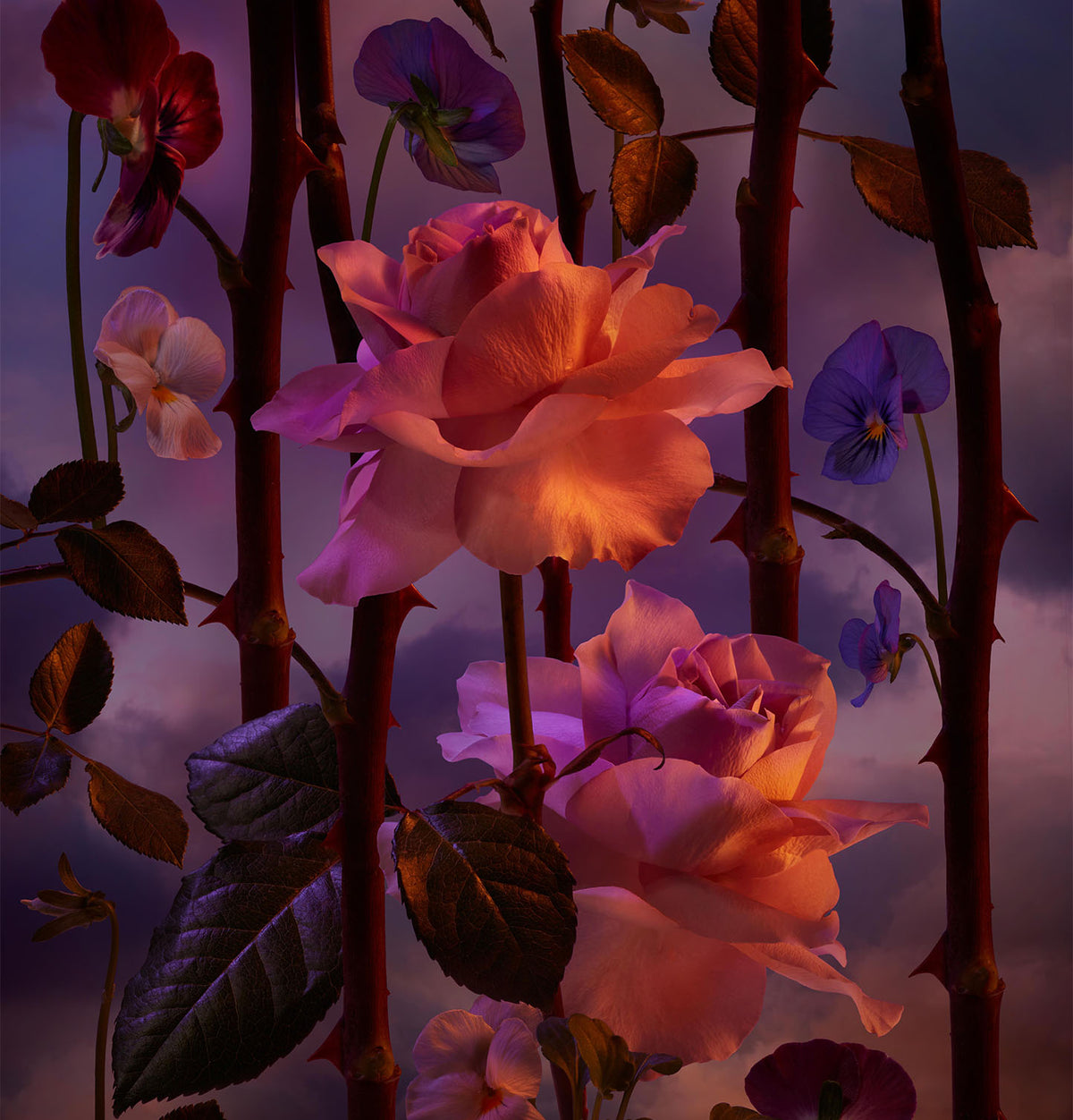 THE ROSE, REIMAGINED